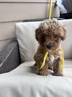 Daisy - Toy Golden, a female Miniature Goldendoodle for sale in San Antonio, TX – 2 of 6