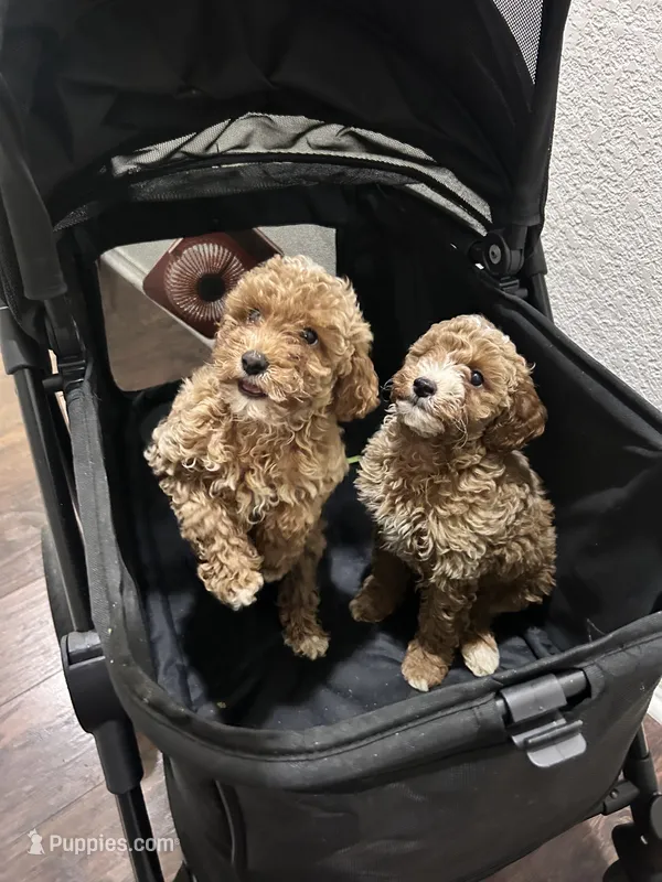 Teddy - Toy Golden – Miniature Goldendoodle puppy for sale in San Antonio, TX