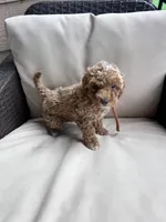 Milo - Toy Golden, a female Miniature Goldendoodle for sale in San Antonio, TX – 3 of 5