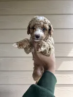 Teddy - Toy Golden, a female Miniature Goldendoodle for sale in San Antonio, TX – 2 of 4
