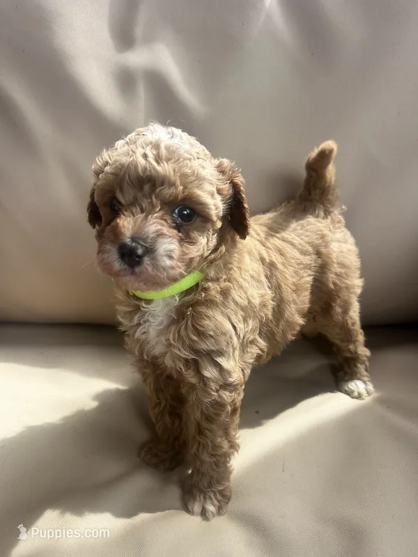 Honey – Miniature Goldendoodle puppy for sale in San Antonio, TX