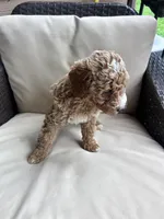 Teddy - Toy Golden, a female Miniature Goldendoodle for sale in San Antonio, TX – 3 of 4