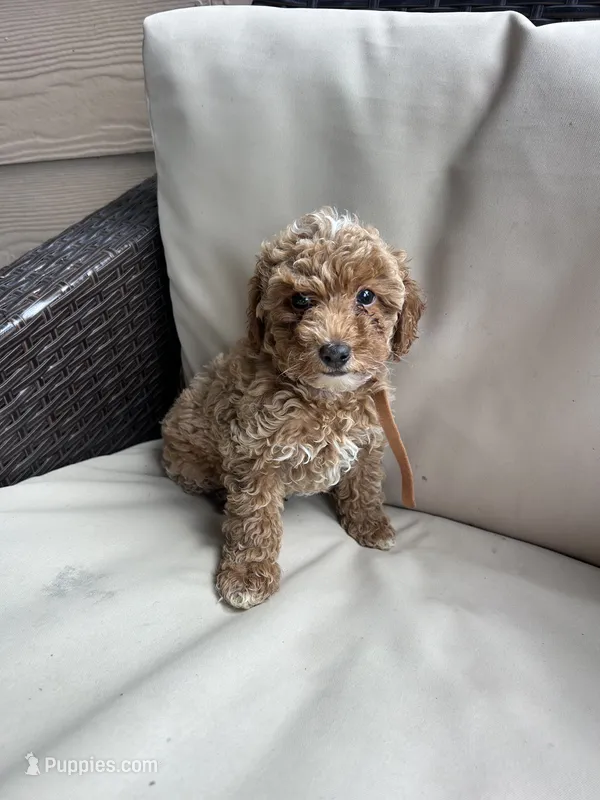 Milo - Toy Golden – Miniature Goldendoodle puppy for sale in San Antonio, TX