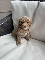 Milo - Toy Golden, a female Miniature Goldendoodle for sale in San Antonio, TX – 1 of 5