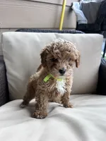 Honey - Toy Golden, a female Miniature Goldendoodle for sale in San Antonio, TX – 4 of 5