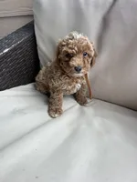 Milo - Toy Golden, a female Miniature Goldendoodle for sale in San Antonio, TX – 5 of 5