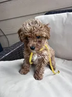 Daisy - Toy Golden, a female Miniature Goldendoodle for sale in San Antonio, TX – 4 of 6