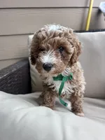 Ginger - Toy Golden, a female Poodle - Toy  and Miniature Goldendoodle for sale in San Antonio, TX – 6 of 6