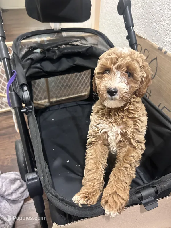 Teddy - Toy Golden – Miniature Goldendoodle puppy for sale in San Antonio, TX