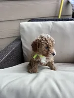 Honey - Toy Golden, a female Miniature Goldendoodle for sale in San Antonio, TX – 3 of 5