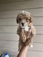 Honey - Toy Golden, a female Miniature Goldendoodle for sale in San Antonio, TX – 2 of 5