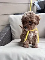 Daisy - Toy Golden, a female Miniature Goldendoodle for sale in San Antonio, TX – 6 of 6