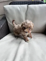 Milo - Toy Golden, a female Miniature Goldendoodle for sale in San Antonio, TX – 4 of 5