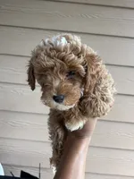 Olive - Toy Golden, a female Miniature Goldendoodle for sale in San Antonio, TX – 3 of 3