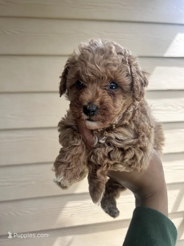Daisy – Miniature Goldendoodle puppy for sale in San Antonio, TX