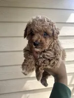 Daisy - Toy Golden, a female Miniature Goldendoodle for sale in San Antonio, TX – 1 of 6