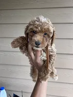 Milo - Toy Golden, a female Miniature Goldendoodle for sale in San Antonio, TX – 2 of 5