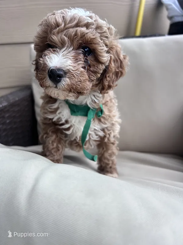 Ginger - Toy Golden – Poodle - Toy , Miniature Goldendoodle puppy for sale in San Antonio, TX