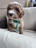 Ginger - Toy Golden, a female Poodle - Toy  and Miniature Goldendoodle for sale in San Antonio, TX – 1 of 6
