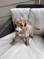 Teddy - Toy Golden, a female Miniature Goldendoodle for sale in San Antonio, TX – 4 of 4