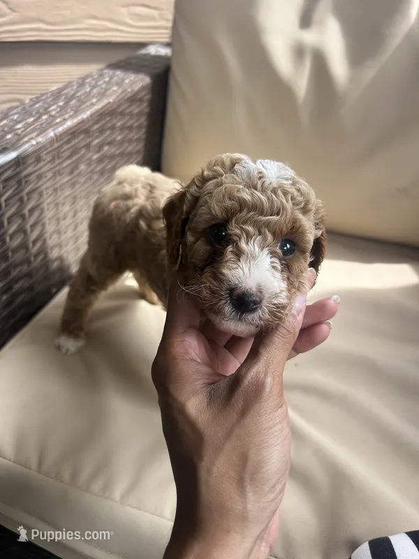 Teddy – Miniature Goldendoodle puppy for sale in San Antonio, TX