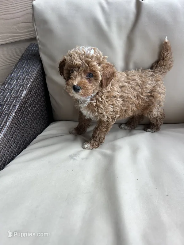 Honey - Toy Golden – Miniature Goldendoodle puppy for sale in San Antonio, TX