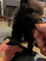 Cole, a male Pomeranian for sale in Gulfport, MS – 2 of 3