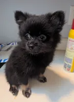 BootsyBear, a female Pomeranian for sale in Gulfport, MS – 2 of 10