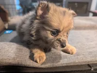 Gwen, a female Pomeranian for sale in Gulfport, MS – 3 of 4