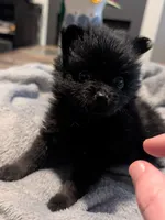 Bootsy, a female Pomeranian for sale in Gulfport, MS – 4 of 5