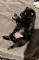 Mina, a female Pomeranian for sale in Gulfport, MS – 6 of 7