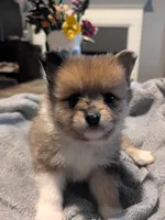 Rambo, a male Pomeranian for sale in Gulfport, MS – 1 of 4