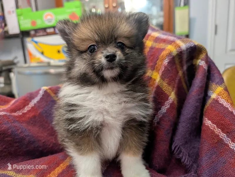 Xena – Pomeranian puppy on hold in Gulfport, MS