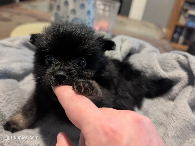Mina – Pomeranian puppy for sale in Gulfport, MS