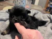 Mina, a female Pomeranian for sale in Gulfport, MS – 1 of 7