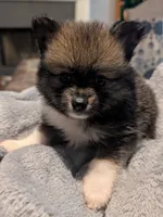 Xena, a female Pomeranian for sale in Gulfport, MS – 5 of 7