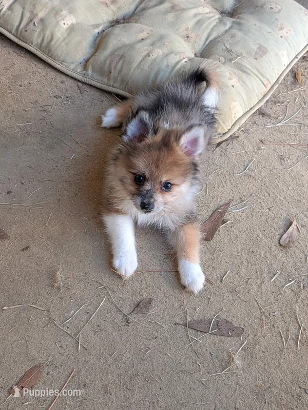 Rambo – Pomeranian puppy for sale in Gulfport, MS
