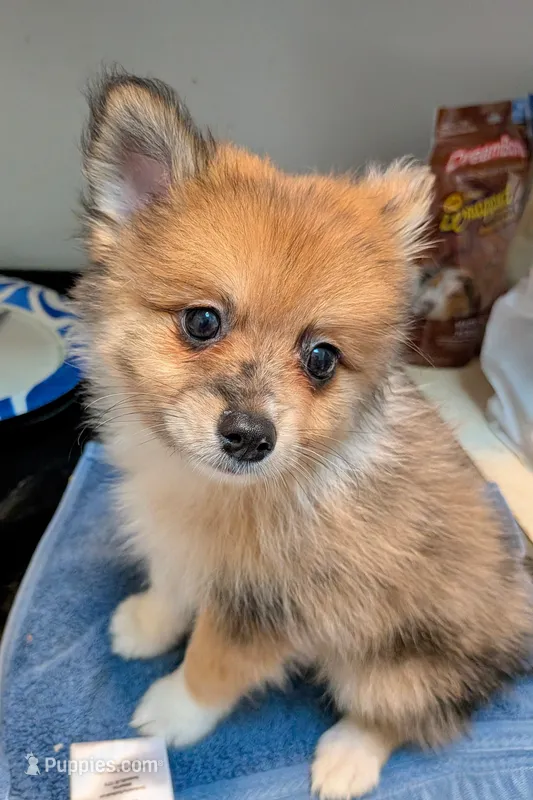 Rambo – Pomeranian puppy for sale in Gulfport, MS