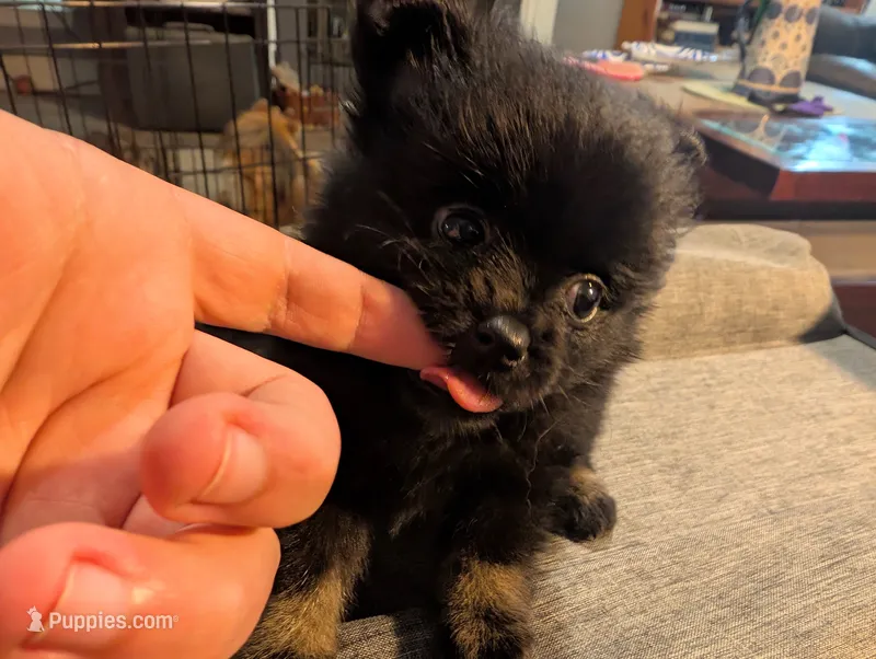 Bootsy – Pomeranian puppy for sale in Gulfport, MS
