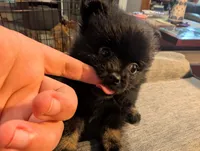 Bootsy, a female Pomeranian for sale in Gulfport, MS – 1 of 5