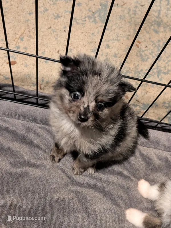 Lancelot – Pomeranian puppy for sale in Gulfport, MS