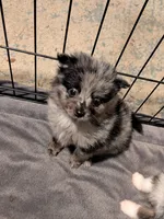 Lancelot, a male Pomeranian for sale in Gulfport, MS – 4 of 4