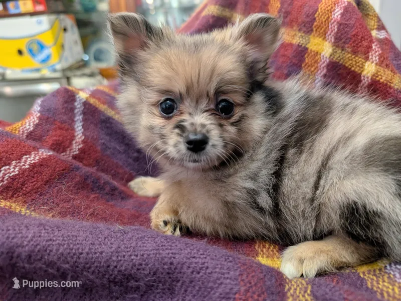 Gwen – Pomeranian puppy for sale in Gulfport, MS