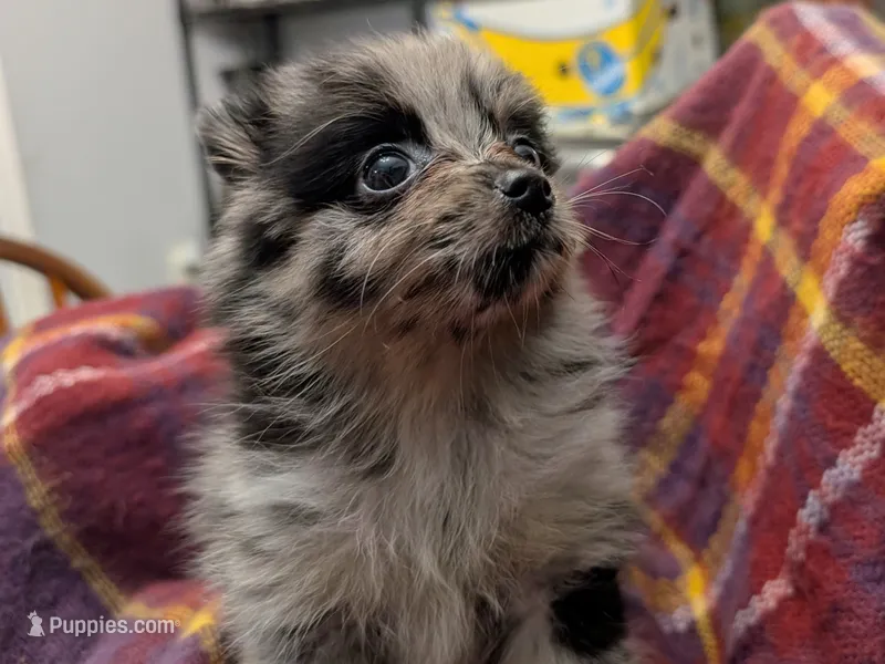 Lancelot – Pomeranian puppy for sale in Gulfport, MS