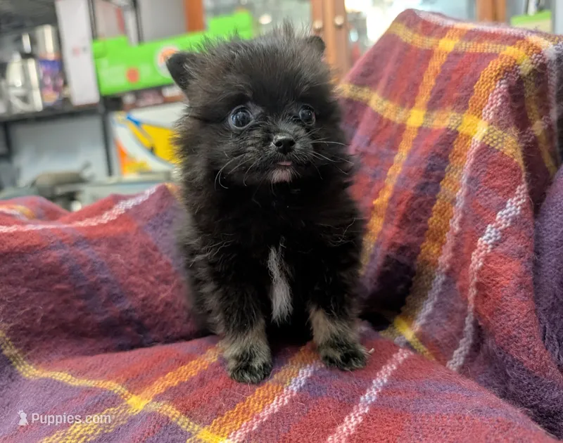 Cole – Pomeranian puppy for sale in Gulfport, MS