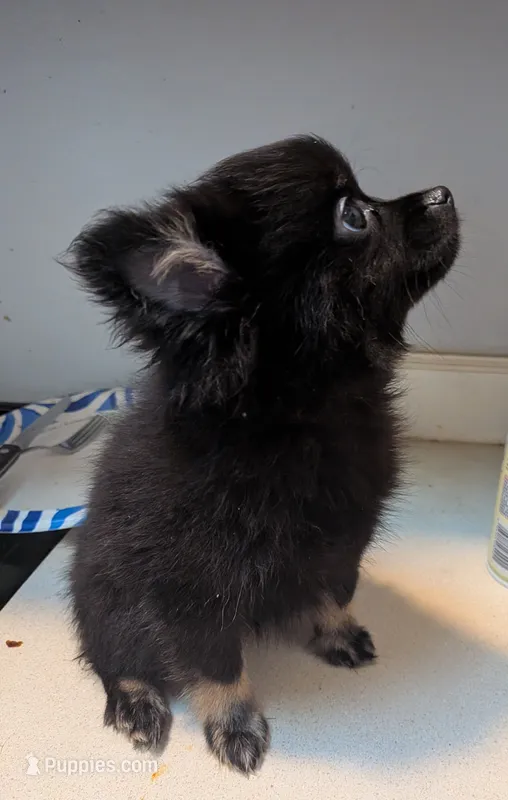 Bootsy – Pomeranian puppy for sale in Gulfport, MS