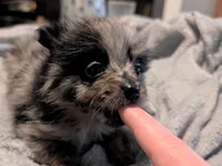 Lancelot, a male Pomeranian for sale in Gulfport, MS – 3 of 4