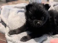 Bootsy, a female Pomeranian for sale in Gulfport, MS – 5 of 5