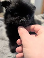 Mina, a female Pomeranian for sale in Gulfport, MS – 5 of 7