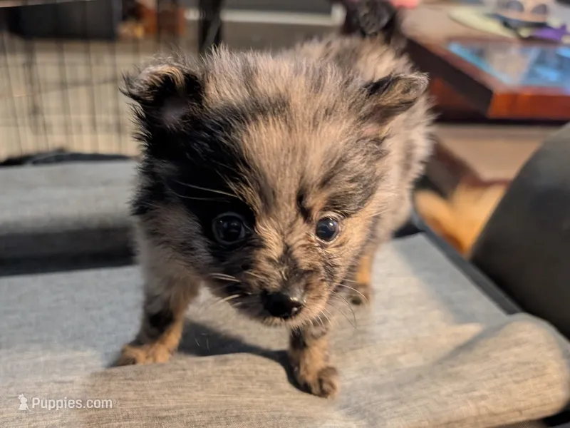 Lancelot – Pomeranian puppy for sale in Gulfport, MS